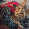 instagramでは猫ちゃんたちもクリスマスモード！可愛すぎるにゃんこ達