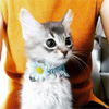 ダレノガレ明美、超絶可愛い猫ちゃんベイビー写真を公開