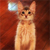 モデルのダレノガレ明美、猫ちゃんのジジが立ってる写真を公開